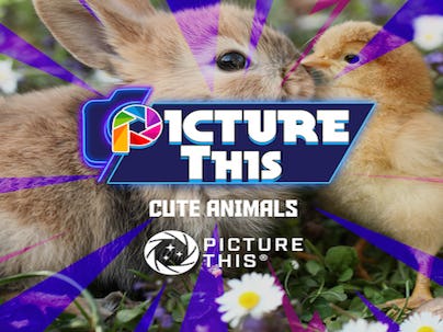 Picture This Cute Animals