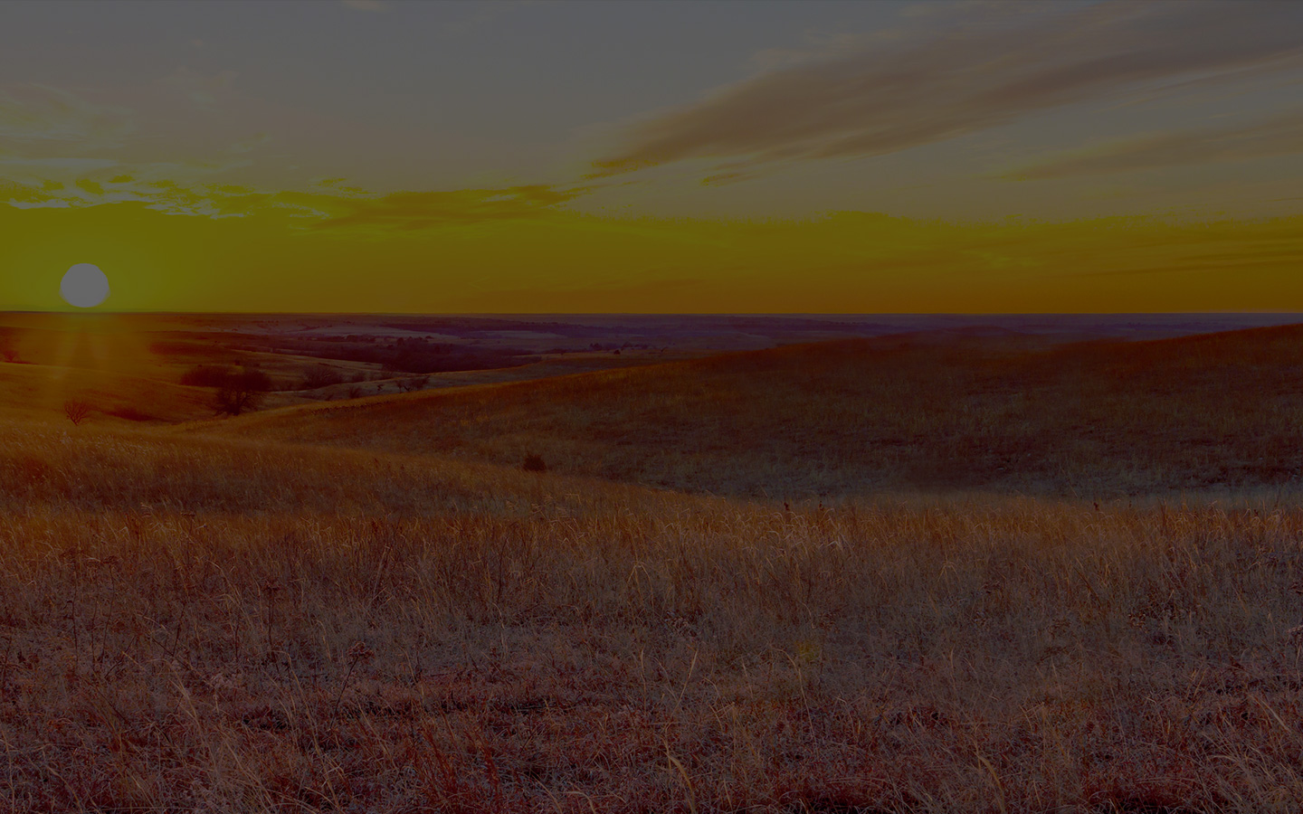 great-golden-buffalo