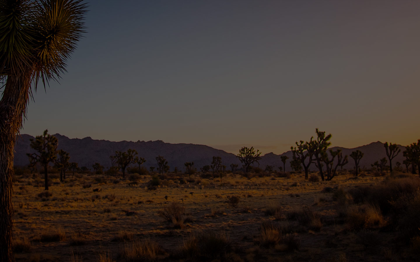 wolf-fang-into-the-wilderness