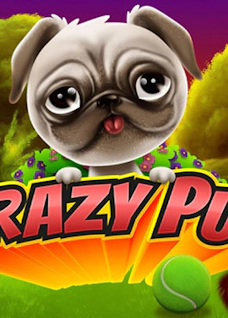 Crazy Pug